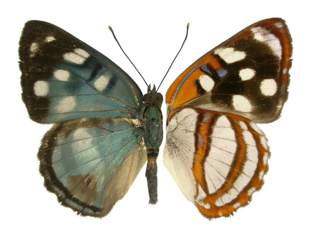 Dynamine racidula