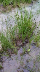 Eleocharis bifida
