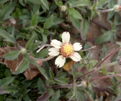 Tridax procumbens