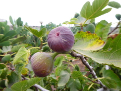 Ficus carica