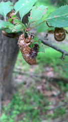 Parhelophilus flavifacies