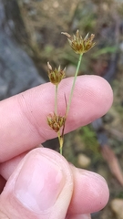 Juncus filipendulus