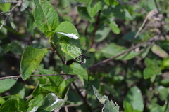 Sesiidae