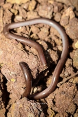 Xerotyphlops