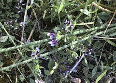 Trifolium willdenovii