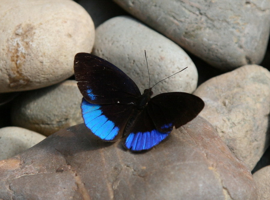 Glorious Purplewing
