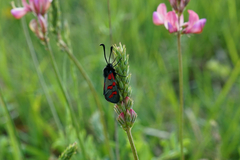 Zygaena oxytropis