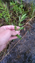 Hypericum sphaerocarpum