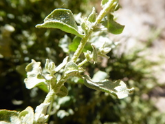 Atriplex rotundifolia