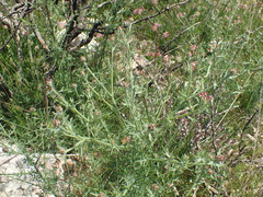 Centaurea paniculata