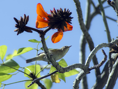 Phylloscopus