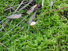 Hygrocybe
