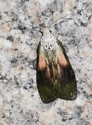 Aphomia sociella