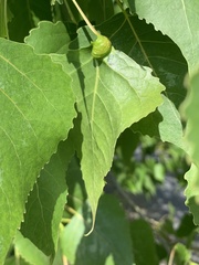 Pemphigus populicaulis