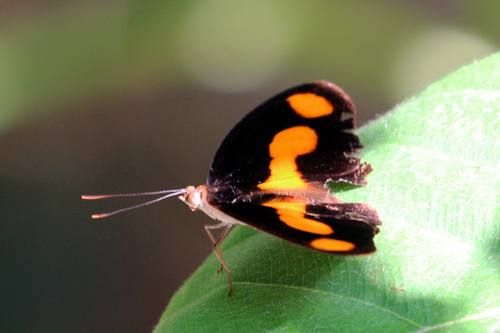 Antinoe Catone