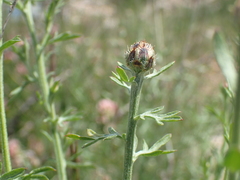 Centaurea paniculata