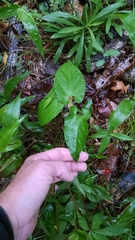 Endodeca serpentaria