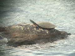 Phrynops williamsi