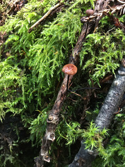 Paragymnopus sequoiae