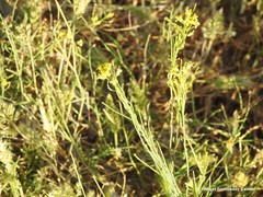 Sisymbrium austriacum