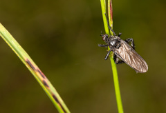 Empis pennipes