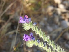 Echium plantagineum