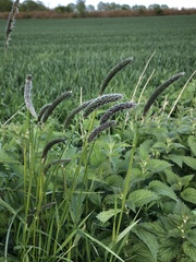 Alopecurus geniculatus