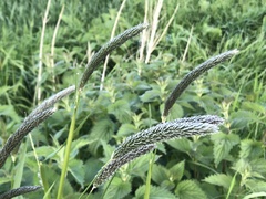 Alopecurus geniculatus