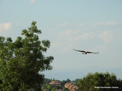 Columba palumbus
