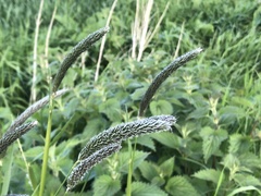 Alopecurus geniculatus