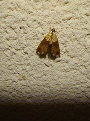 Agrotera nemoralis