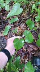 Dioscorea quaternata