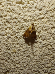 Agrotera nemoralis