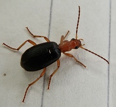 Brachinus crepitans