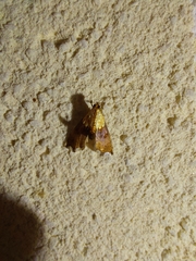 Agrotera nemoralis
