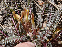 Pedicularis semibarbata charlestonensis