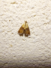 Agrotera nemoralis