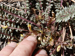 Pedicularis semibarbata charlestonensis