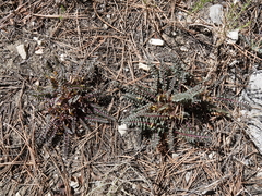 Pedicularis semibarbata charlestonensis