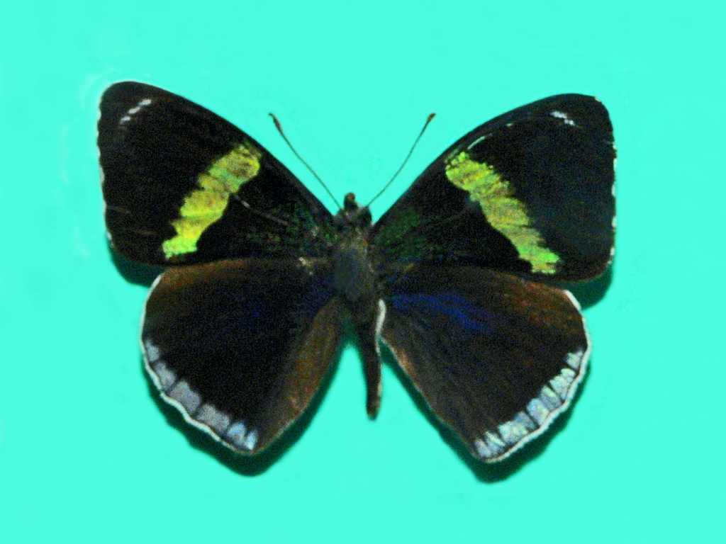 Perisama bonplandii albipennis