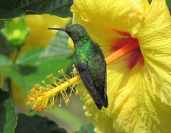 Chalybura buffonii