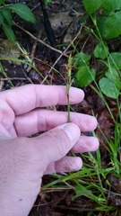 Scleria oligantha