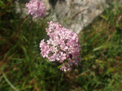 Valeriana tuberosa