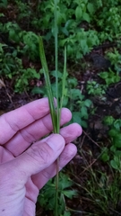 Scleria oligantha