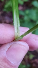 Scleria oligantha