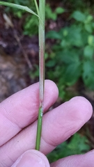 Scleria oligantha
