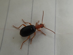 Brachinus crepitans