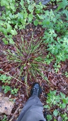 Scleria oligantha