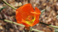Sphaeralcea ambigua rugosa