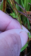 Carex cumberlandensis